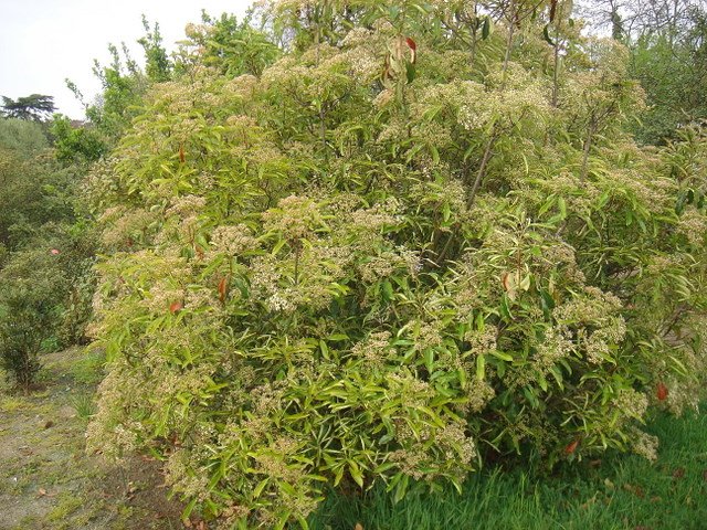 Photinia serratifolia P16 (2)